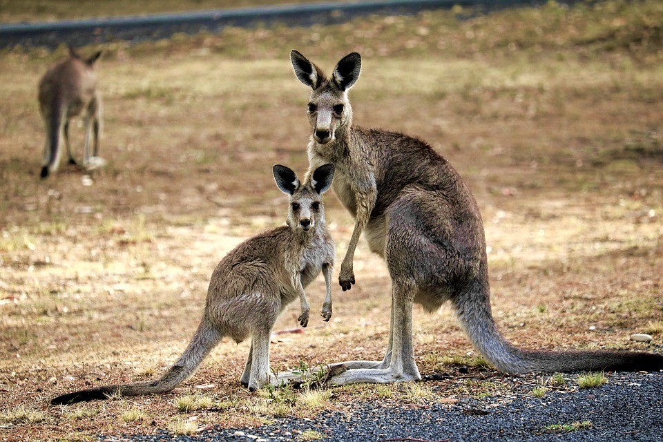 Mimic 5 Iconic Aussie Animals