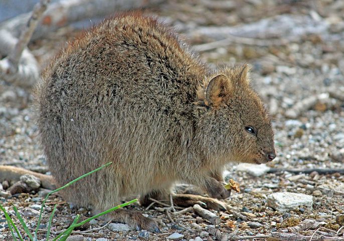 Latest Career Survival Advice: Mimic 5 Iconic Aussie Animals